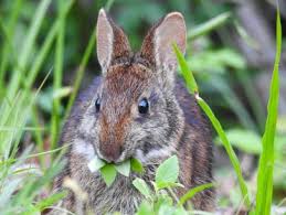 How To Keep Rabbits Out Of The Garden