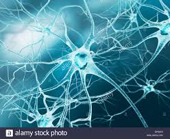 Nerve Cell Artwork Stock Photo 65219428 Alamy