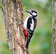 Woodpeckers have special physical adaptations that allow them to peck when a woodpecker drums on a resonant object, the resulting sound can be heard for great. Great Spotted Woodpecker Sounds Calls Wild Ambience Sounds