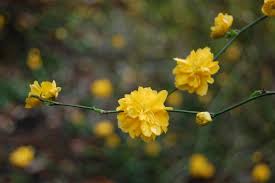 It is named after william kerr. Kerria Japonica Pleniflora Kerria Japonica Flora Plena Double Flowering Japanese Kerria Easter Rose Plant Lust