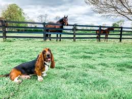 They are indoor, outdoor pets and and do not live in a kennel. Basset Hounds In West Virginia