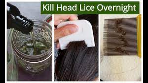 homemade hair oil for lice nits