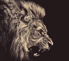 hd angry lion wallpapers peakpx