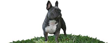 We have 6 beautiful chunky french bulldogs for sale. Huggabulls Mini English And French Bulldogs Tampa Fl
