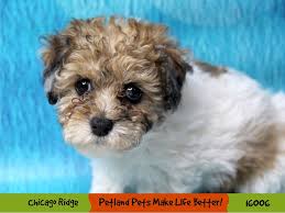 bichon frise miniature poodle dog