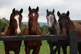 here are 2 beneficial uses for horse manure