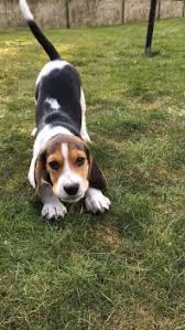 Puppy Growth Chart Nitro Beagle Male