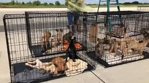 Socialization training is vital to making your new blue french bulldog puppy a good canine citizen, as dog aggression is a growing problem in many areas. 23 French Bulldogs Rescued From Texas Will Need Months Of Recovery Before Adoption Abc13 Houston