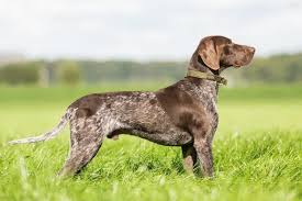 a german shorthaired pointer cost