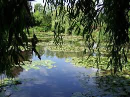 Image result for beautiful weeping willow tree by water photo