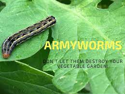 get rid of armyworms in your garden