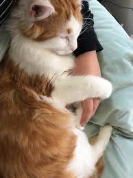 So while you show your kitty some love, the purring and rolling over. My Cat Is The Biggest Cuddler You Could Ever Meet He Will Purr And Drool And Then When He S Finally Asleep He Takes A Big Breath And You Can Hear His Little