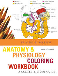 Student workbook—exploration 6 feeder birds coloring book physiology/reproductive system.answers: Marieb Anatomy Physiology Coloring Workbook A Complete Study Guide Pearson