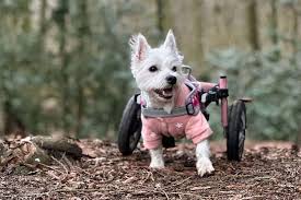 pets with diities get free wheelchairs