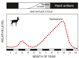 Stylized Time Course Of Hormonal Levels During The Antler