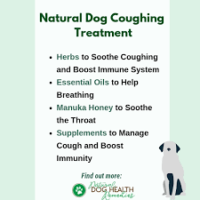natural dog cough home remes