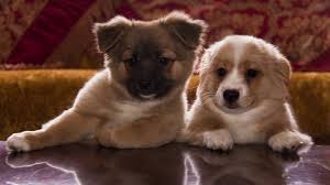 cute puppies hd wallpaper wallpaperfx