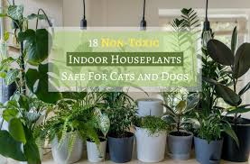 18 Non Toxic Indoor Houseplants Safe