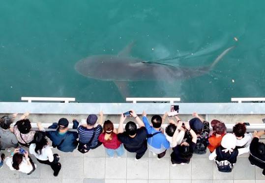 Busan Fell in Love With a Shark. Now It Has to Let Her Go. | Be Korea-savvy