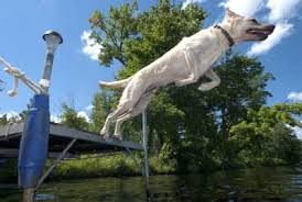 making a splash what is dog dock diving