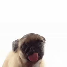 top 30 pug licking screen gifs find