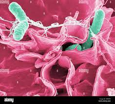 Salmonella Typhimurium Bakterien, SEM Stockfotografie - Alamy