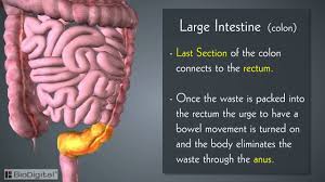 introduction to the digestive system in