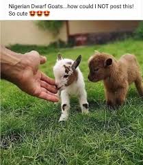 One of the biggest pets marketplace to buy and sell pets online in london & the uk. Are Nigerian Dwarf Goats Friendly All About These Little Powerhouses