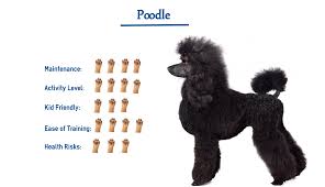 poodle dog breed everything you need