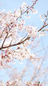 Go to the 'themes' tab under the ps4 settings menu, choose 'select theme', 'custom' and your usb storage device, then 'select image'. Cherry Blossom Samsung Wallpaper Kolpaper Awesome Free Hd Wallpapers