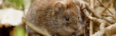 We have moles and maybe voles in the yard, leaving little mounds of dirt everywhere. How To Get Rid Of Voles Updated For 2020