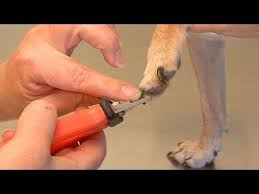 how to clip dog nails you