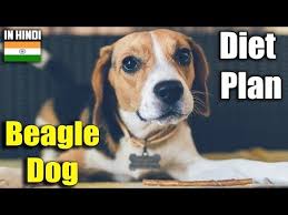 Beagle Diet Plan Amazing Facts In Hindi Animal Channel