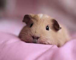 guinea pigs wallpapers top free