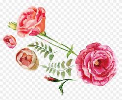 rose flower bouquet ilration