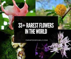 33 Rare Flowers With Names Their
