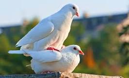what-does-doves-stand-for