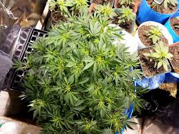 Their intense light production and the sheer amount of the light spectrum that they cover means that they however, no one fluorescent light gives off the perfect spectrum of light to cover the whole growing season. Cannabis Grow Light Upgrade Guide Yields Potency Explained Grow Weed Easy