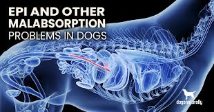 epi in dogs and other digestive