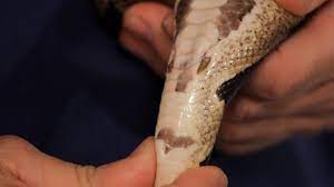 snake is male or female pet snakes