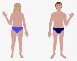 All body shapes are beautiful. Anatomy Body Couple Human Man Woman Nude Human Body Parts Without Names Free Transparent Clipart Clipartkey