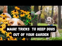 How To Keep Dogs Out Of Your Garden
