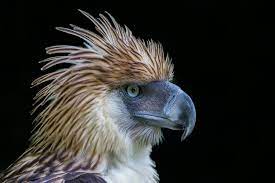 Philippine Eagle Widescreen Wallpapers ...
