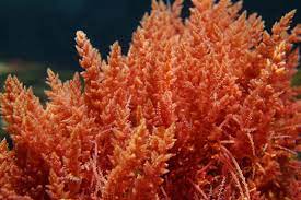Batrachospermum | red algae | Britannica