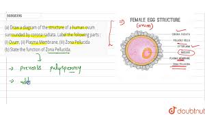 November 28th, 2018 5 eggs are up for raffle! A Draw A Diagram Of The Structure Of A Human Ovum Surrounded By Corona Radiata Youtube