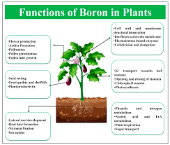 Boron and salts of borate. Ijms Free Full Text Boron Functions And Approaches To Enhance Its Availability In Plants For Sustainable Agriculture Html