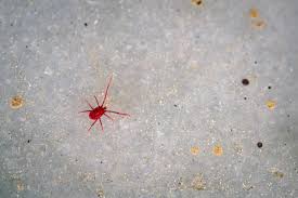 an invasion of little red spiders or
