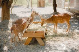 paradise of deer ticket in kenting