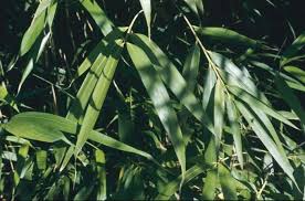 Arundinaria japonica|arrow bamboo/RHS Gardening