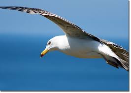 Seagull In Flight Wildlife
